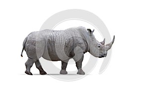 Side view image of big rhinoceros isolated over white background. Concept of wildlife protection