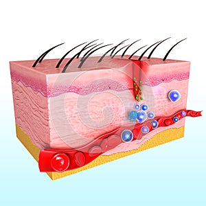 Side view of immune response of human skin in blue