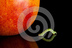 Side view of inchworm moving to peach