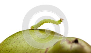 Side view of inchworm on pear