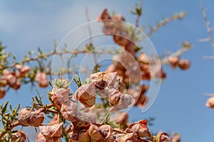 Side view from infected Pink bougainvillea flower