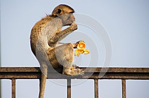 Side view of isolated monkey crab eating macaque, Macaca fascicularis sitting on a fence eating a tangerine in Lopburi, Thailand