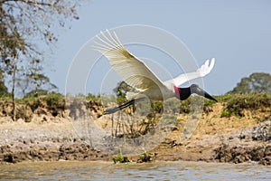 Side View of a Jabiru Stork in Flight near Riverbank