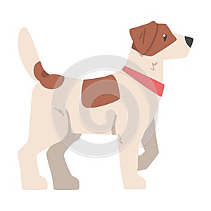 Side View of Jack Russell Terrier, Friendly Pet Animal with Brown and White Coat Cartoon Vector Illustration