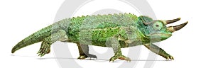 Side view of a Jackson`s horned chameleon walking