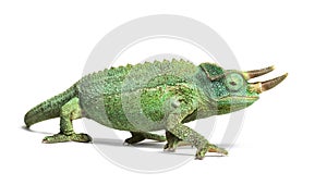Side view of a Jackson`s horned chameleon walking
