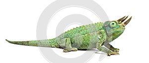 Side view of a Jackson`s horned chameleon walking