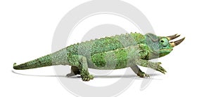 Side view of a Jackson`s horned chameleon walking