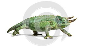 Side view of a Jackson`s horned chameleon walking