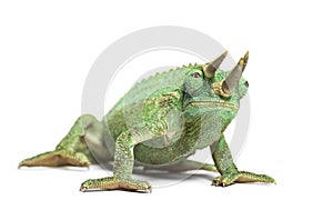 Side view of a Jackson`s horned chameleon walking