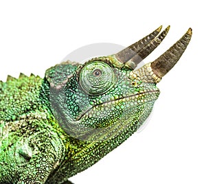 Side view of a Jackson`s horned chameleon walking