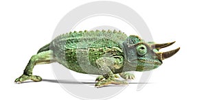 Side view of a Jackson`s horned chameleon walking