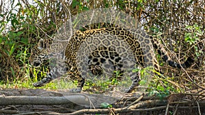 Side view of camouflaged Jaguar in Pantanal walking through the forest photo