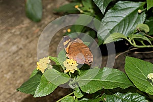 A side view of a julia falter sitting on a yellow blossom photo