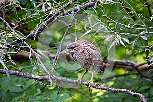 Side view of juvenile black-crowned night heron perched in tree waiting to ambush a prey