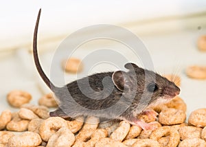 Side view of a juvenile house mouse, Mus musculus,running through a pile of cereal.