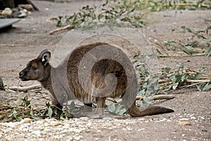 Kangaroo-Island kangaroo