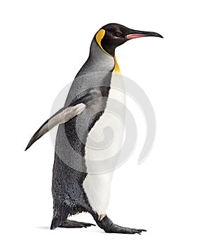 Side view of a king penguin walking, isolated