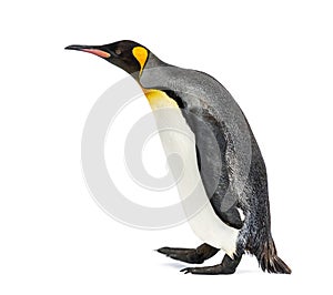 Side view of a king penguin walking, isolated