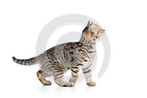 Side of view of kitten cat isolated