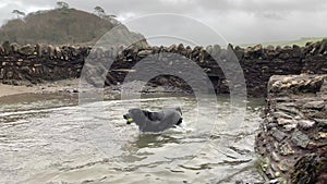 Side view of a labrador dog jumping into water at the beach - Devon, UK