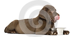 Side view of a Labrador Retriever puppy lying down