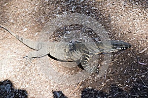 This is a side view of lace monitor or goanna