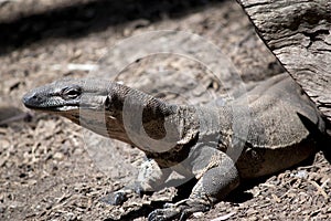 The lace monitor lizard is leaving a hollow log