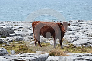 Side view of a large celtic cow in Burren photo