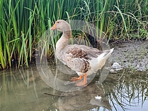 Side view of a large Dewlap Toulouse Goose walking towards a pond.Toulouse geese domesticated French breed standing in