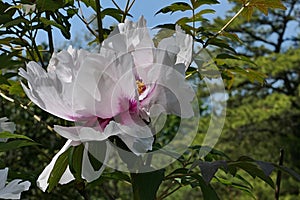 Side view of large flower of plant Rock\'s Peony, latin name Paeonia Rockii