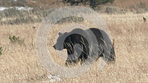 side view of a large grizzly bear approaching in yellowstone