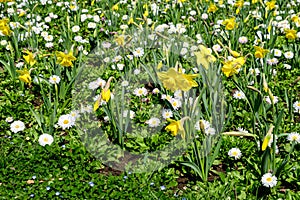 Side view of large group of Daisies or Bellis perennis white and pink flowers and daffodils in direct sunlight, in a sunny spring