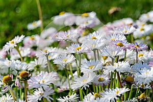 Side view of large group of Daisies or Bellis perennis white and pink flowers in direct sunlight, in a sunny spring garden, beauti