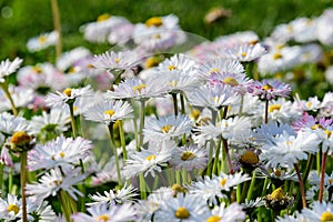 Side view of large group of Daisies or Bellis perennis white and pink flowers in direct sunlight, in a sunny spring garden, beauti