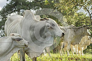 Side view of a large and strong Nelore bull and cow at brazilian farm