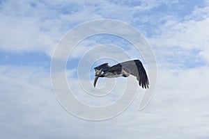 Side view of a large water fowl flying in the sky