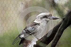 This is a side view of a laughing kookaburra