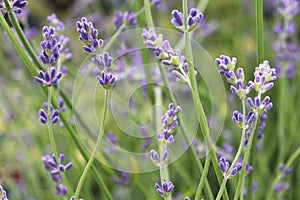 Side view of lavender growing in the garden