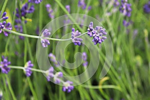 Side view of lavender growing in the garden