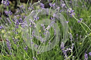 Side view of lavender growing in the garden