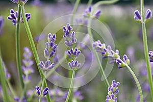 Side view of lavender growing in the garden