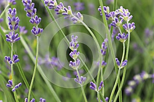 Side view of lavender growing in the garden