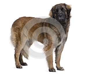 Side view of Leonberger dog, standing photo