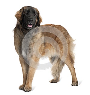 Side view of Leonberger dog, standing and panting