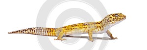 Side view of Leopard gecko, Eublepharis macularius, isolated on white