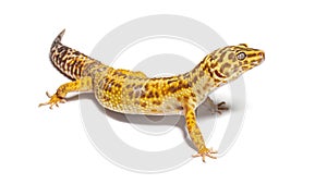 Side view of Leopard gecko, Eublepharis macularius