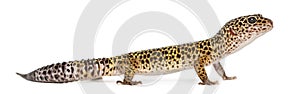 Side view of a Leopard gecko standing, Eublepharis macularius