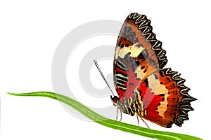 Side view of Leopard Lacewing butterfly sitting on grass leaf