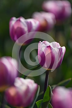 Side view of Librije Tulips in a field of flower crops against a blurred background. Vertical image